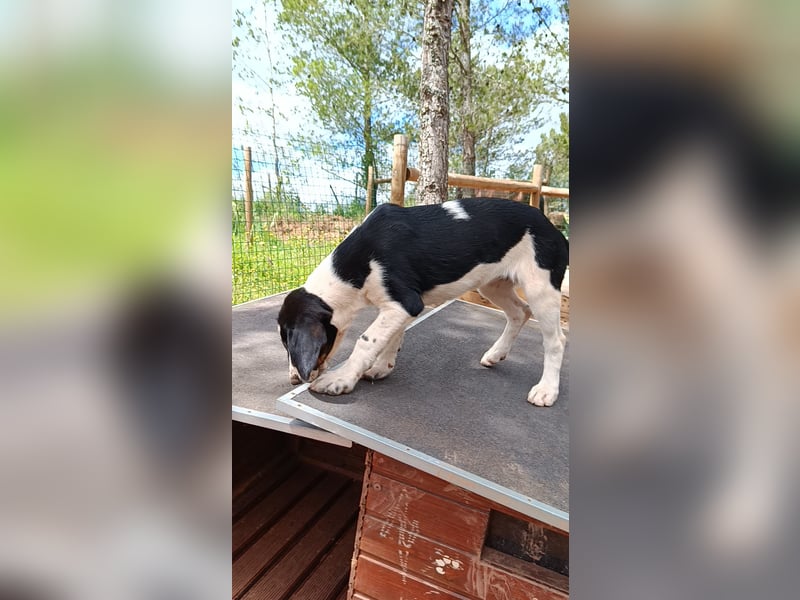 SUSAN sucht ihr Traumkörbchen