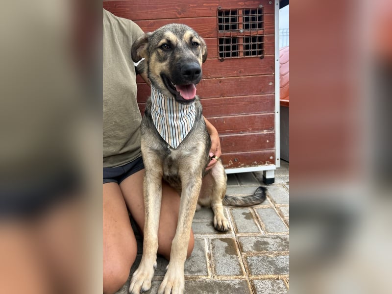 TOM - großes Hundeherz sucht seine Lieblingsmenschen