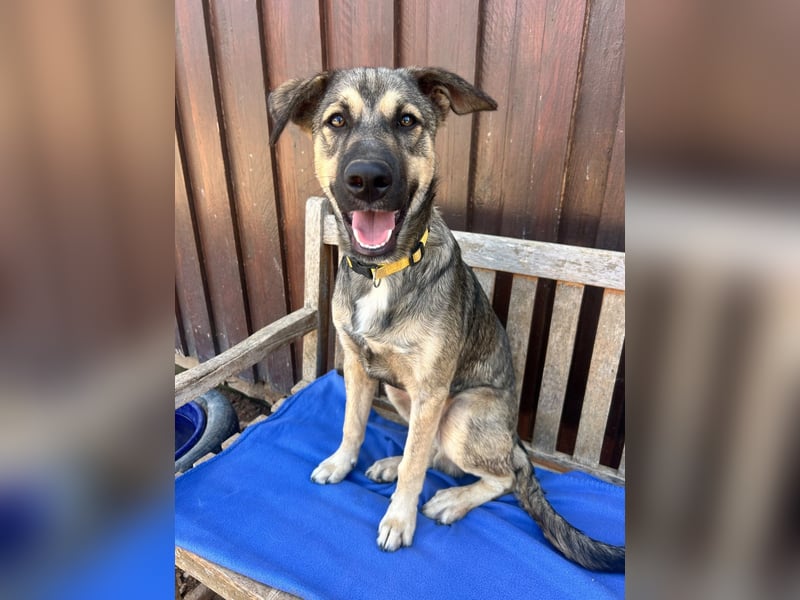 TOM - großes Hundeherz sucht seine Lieblingsmenschen