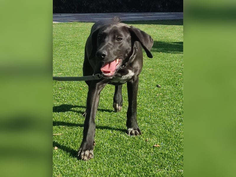 BRUNO wünscht sich eine Familie mit Herz