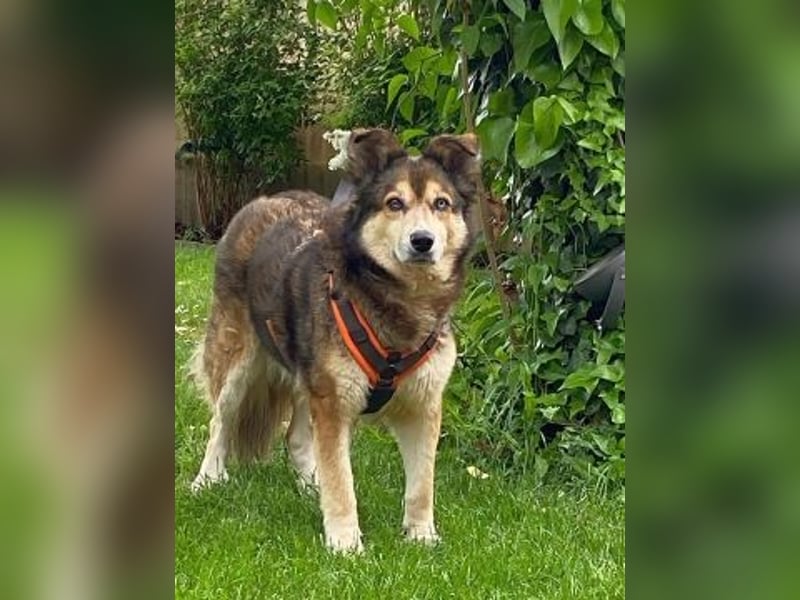 Freundliche Lexy wartet in 28857 Syke