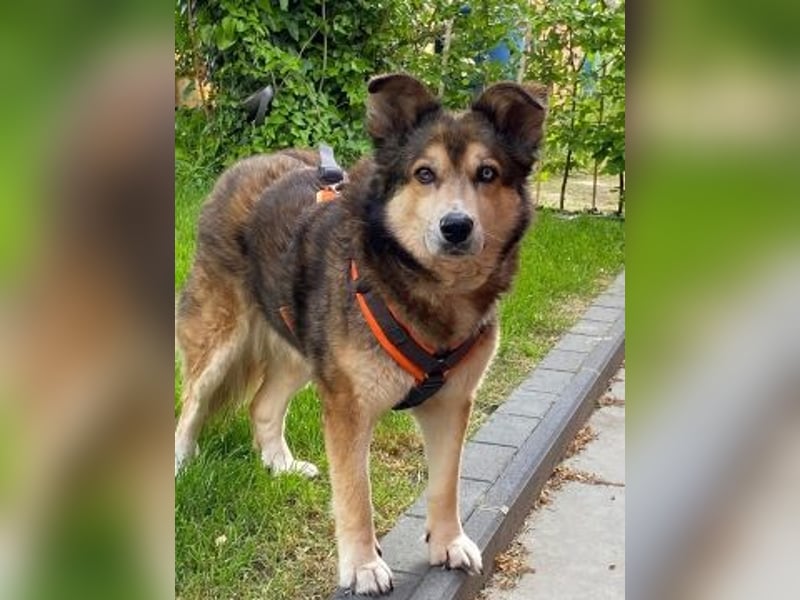 Freundliche Lexy wartet in 28857 Syke