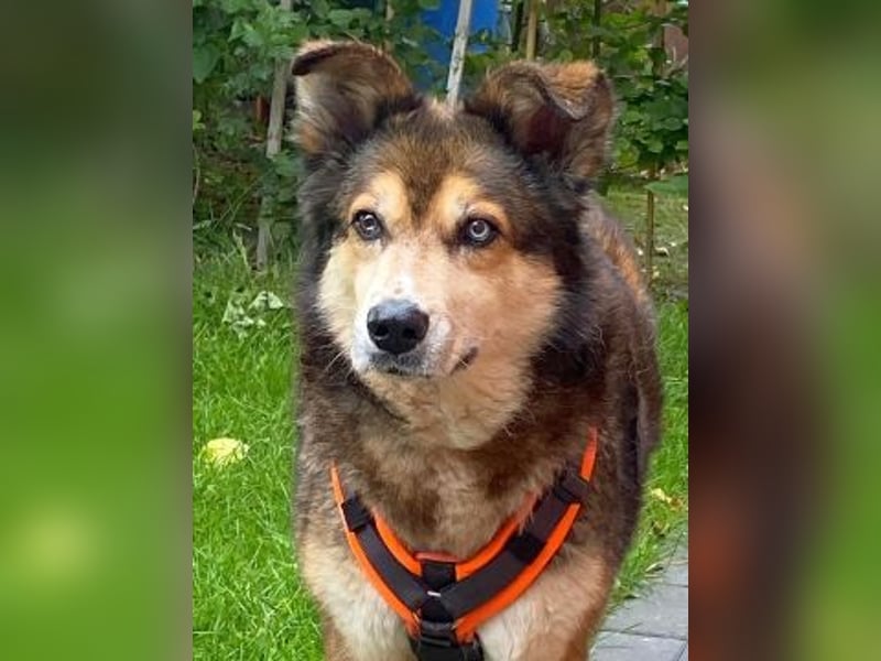 Freundliche Lexy wartet in 28857 Syke