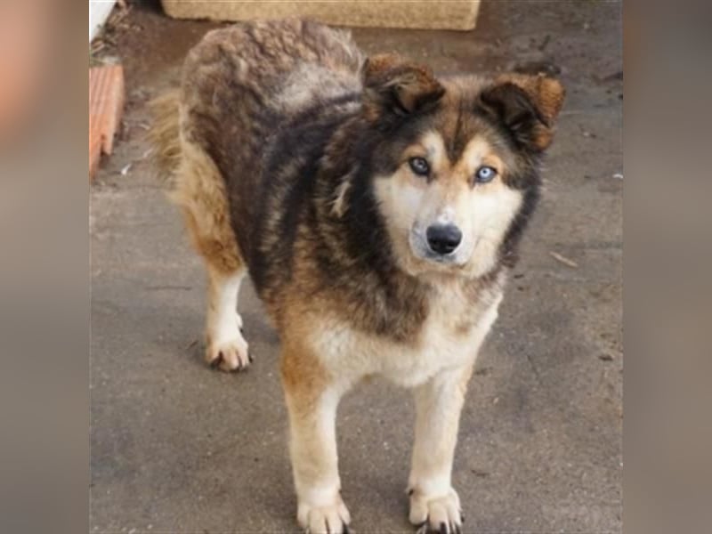 Sanfte Lexy sucht Seniorenplatz