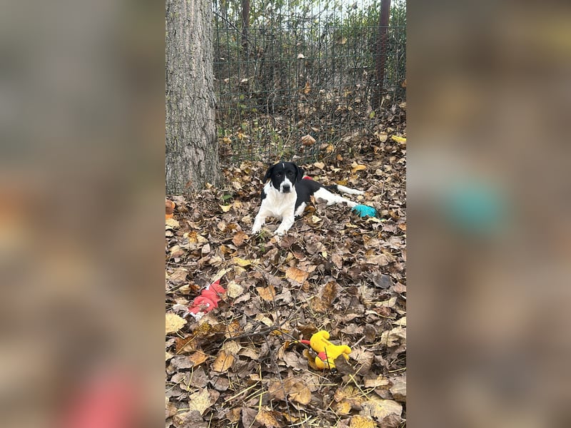 Hübscher Oreo träumt von einem Zuhause