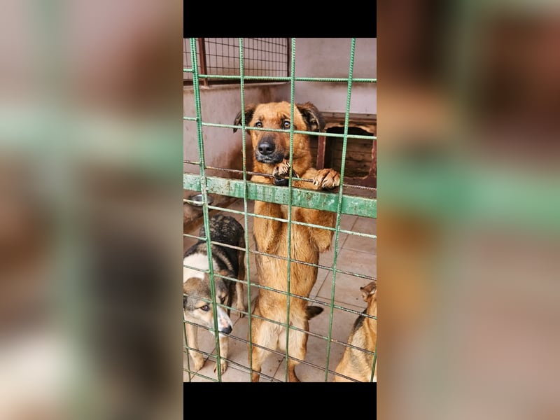 2 Schwestern sitzen noch in der Tötung