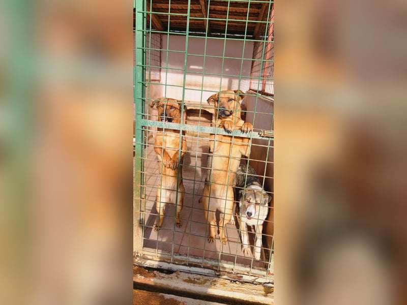 2 Schwestern sitzen noch in der Tötung