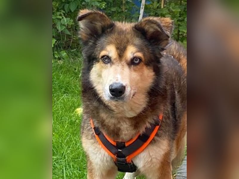 Freundliche Lexy wartet in 28857 Syke