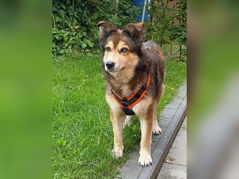 Freundliche Lexy wartet in 28857 Syke