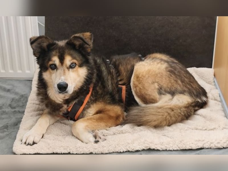 Freundliche Lexy wartet in 28857 Syke