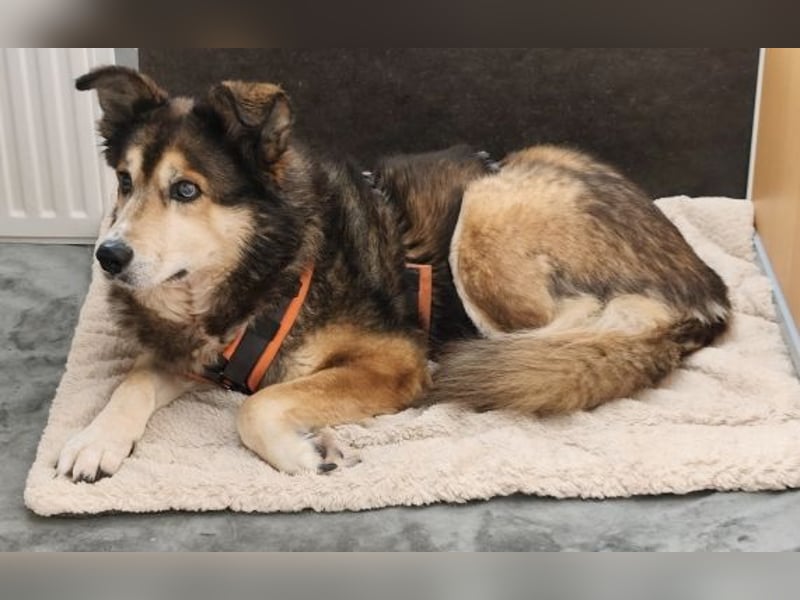 Freundliche Lexy wartet in 28857 Syke