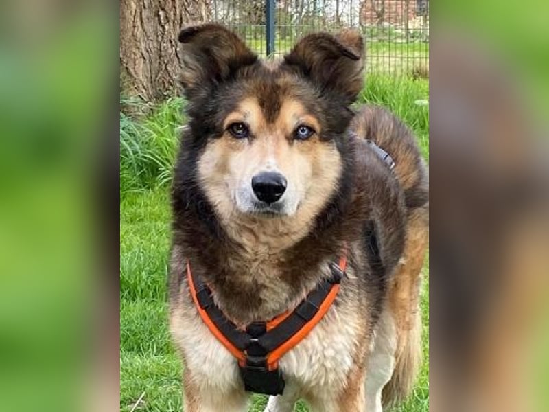 Freundliche Lexy wartet in 28857 Syke