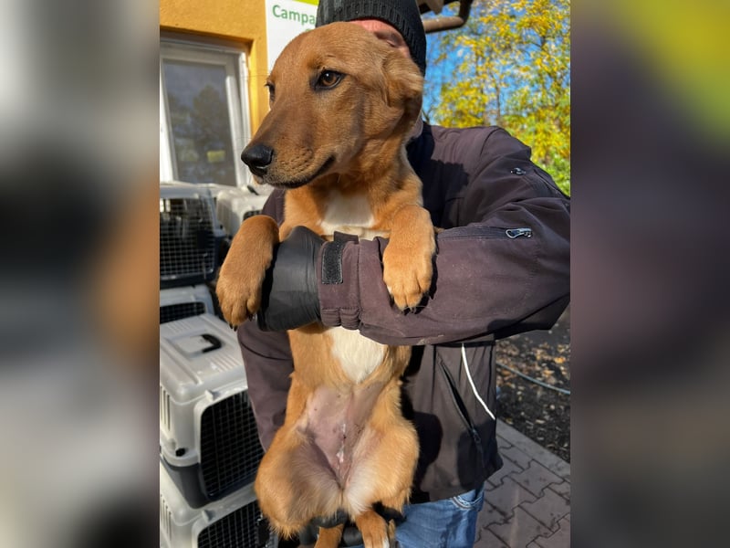 Hera träumt von einem Zuhause