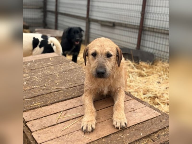 Floppi sucht erfahrenes Zuhause