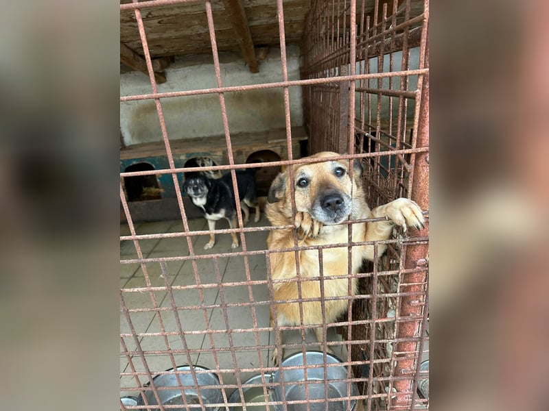 Omi sitzt noch in Tötung