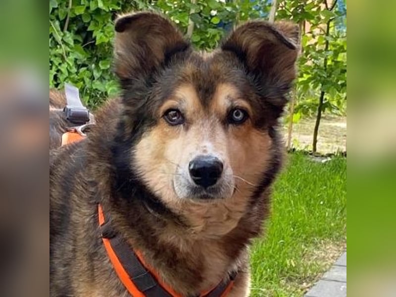 Freundliche Lexy wartet in 28857 Syke