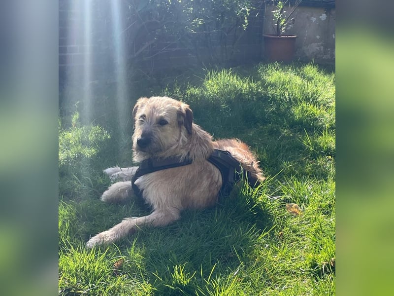 Floppi sucht erfahrenes Zuhause