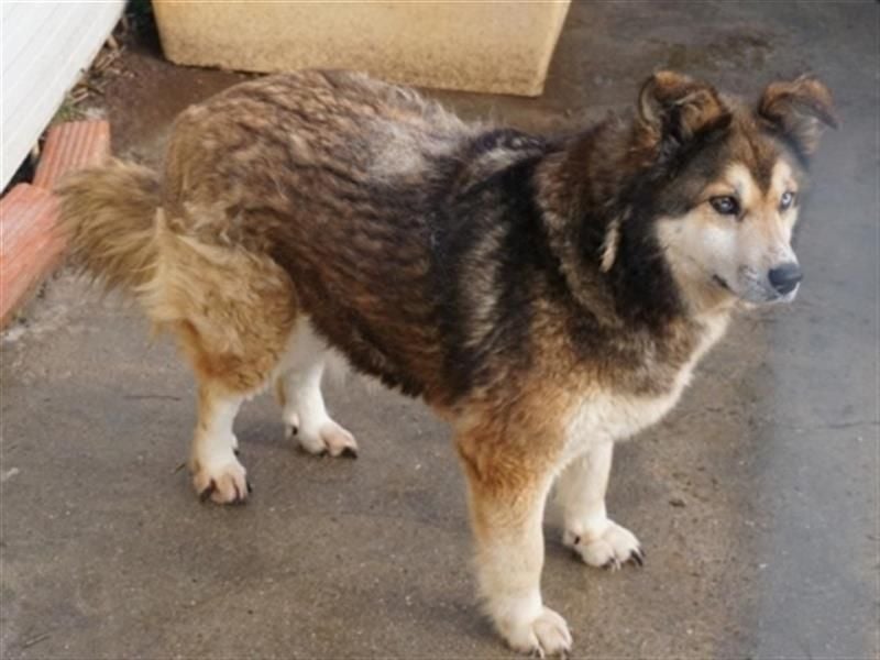 Sanfte Lexy sucht Seniorenplatz