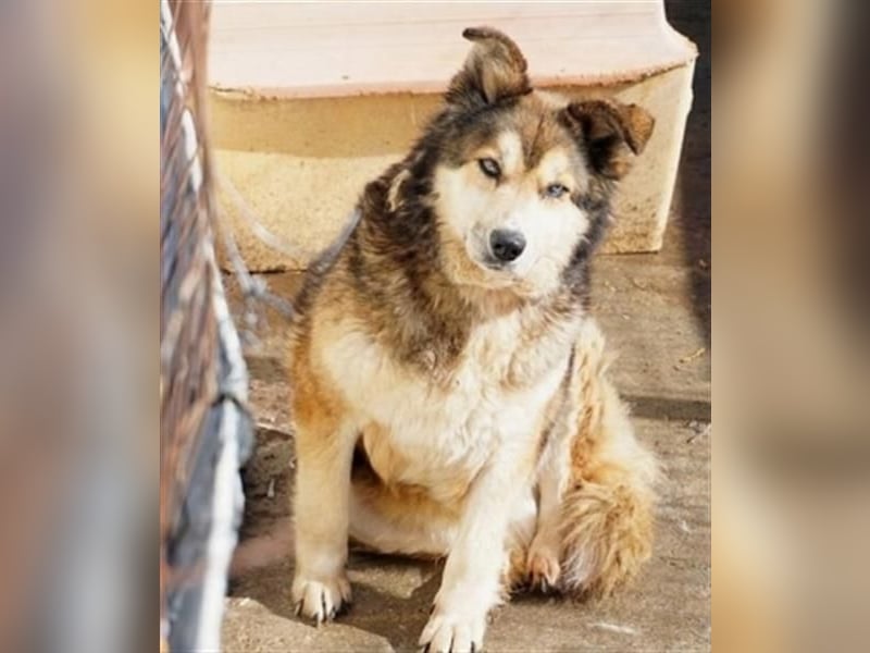 Sanfte Lexy sucht Seniorenplatz