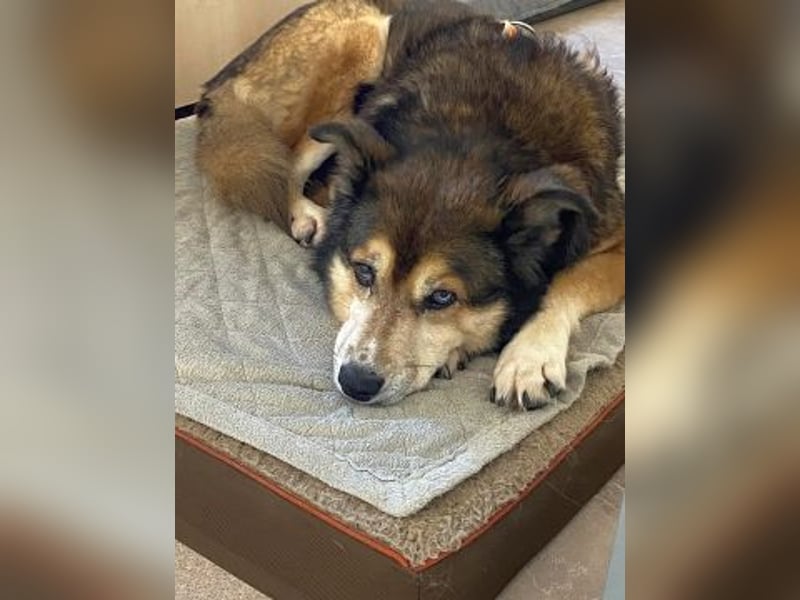 Freundliche Lexy wartet in 28857 Syke