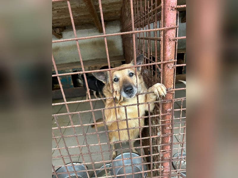 Omi sitzt noch in Tötung