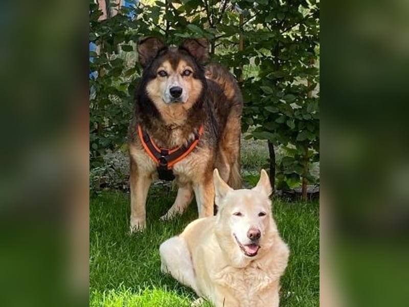 Freundliche Lexy wartet in 28857 Syke