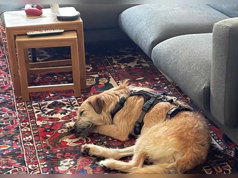 Floppi sucht erfahrenes Zuhause