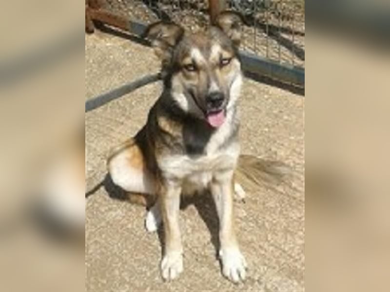 Sanfte Lexy sucht Seniorenplatz