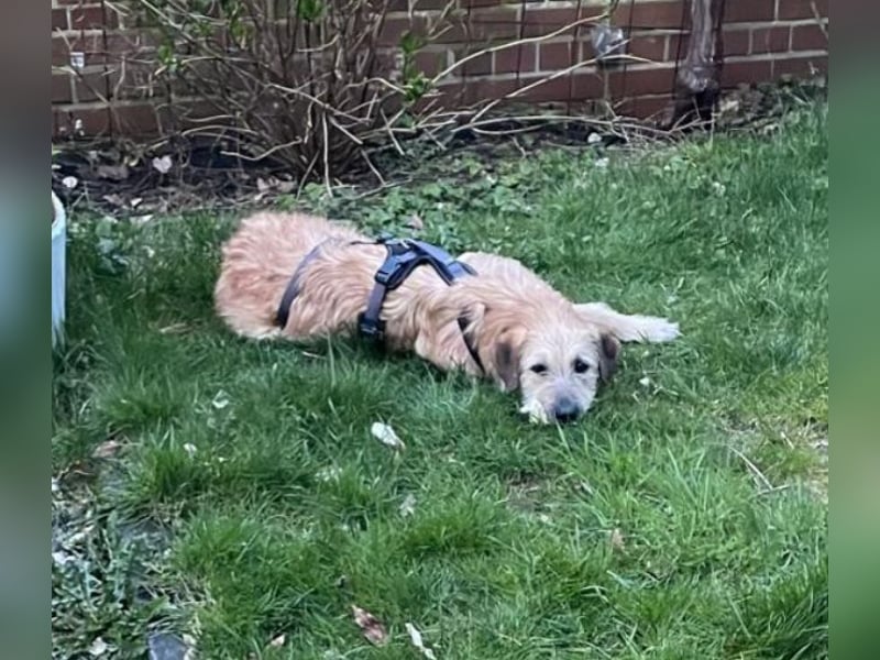 Floppi sucht erfahrenes Zuhause