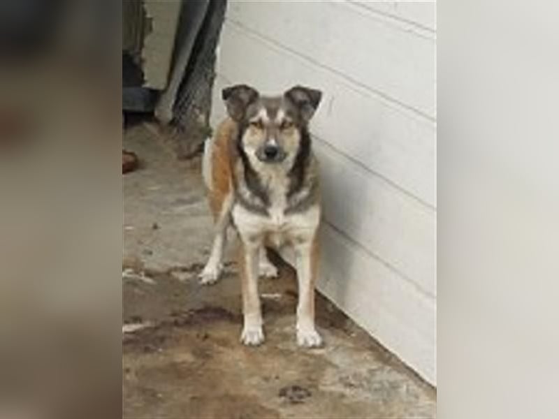 Sanfte Lexy sucht Seniorenplatz