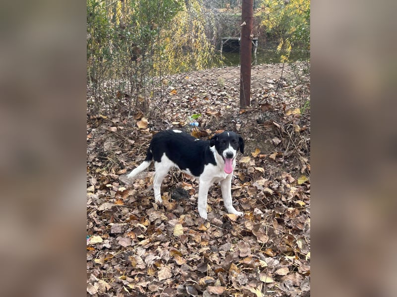 Hübscher Oreo träumt von einem Zuhause