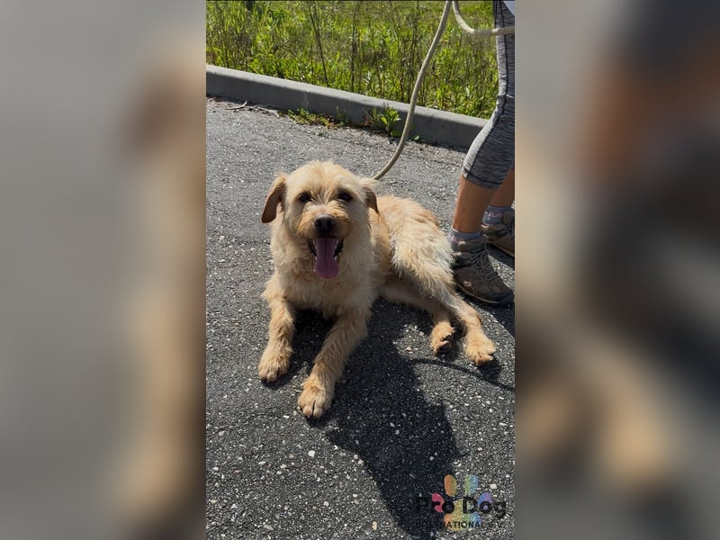 Santinho - ein Glückshund