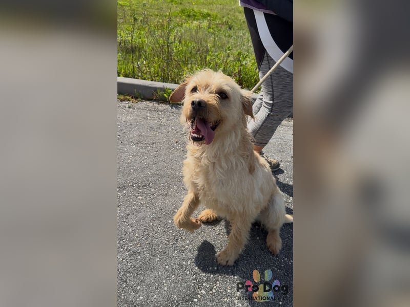 Santinho - ein Glückshund