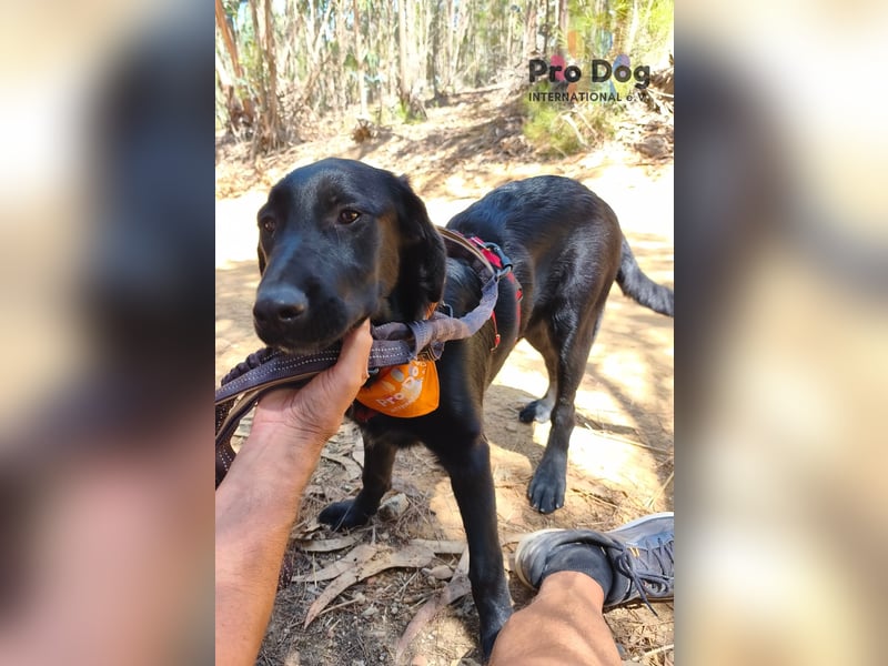 Dora - ein absoluter Familienhund
