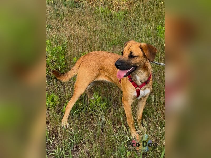 Leoa
