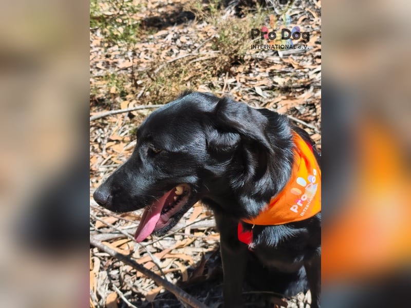 Dora - ein absoluter Familienhund