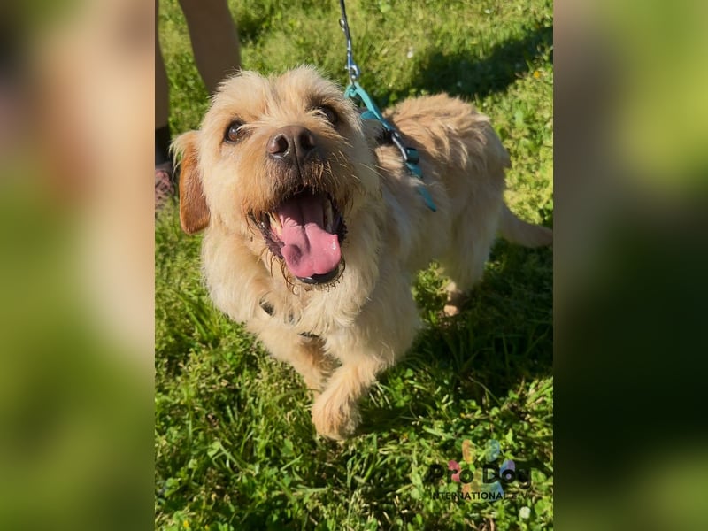 Santinho - ein Glückshund