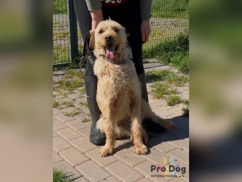 Santinho - ein Glückshund