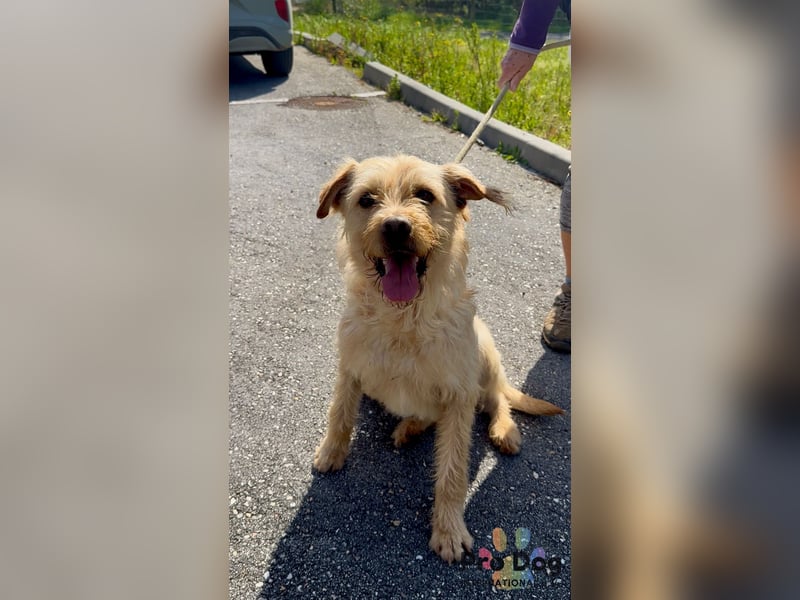 Santinho - ein Glückshund