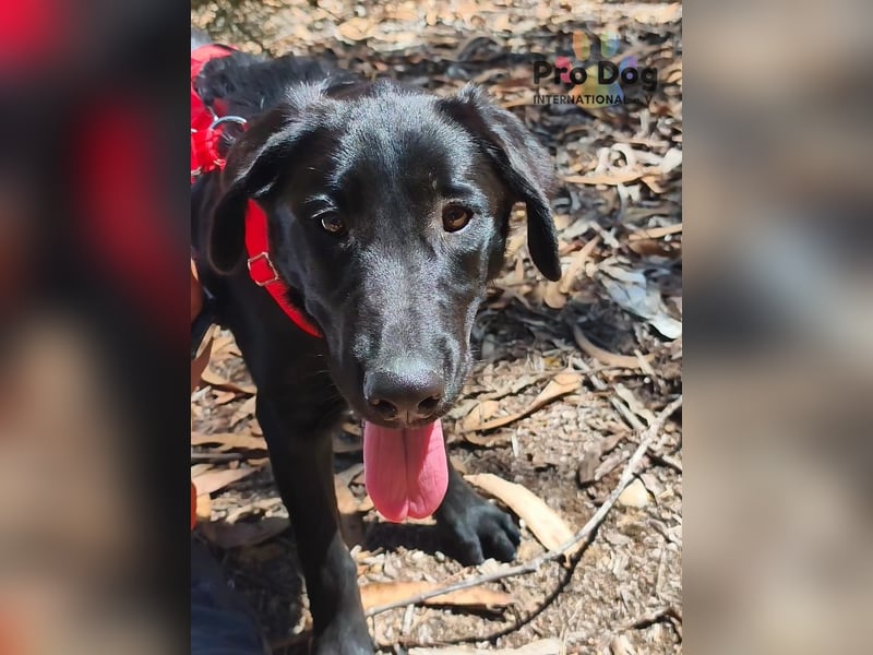 Dora - ein absoluter Familienhund