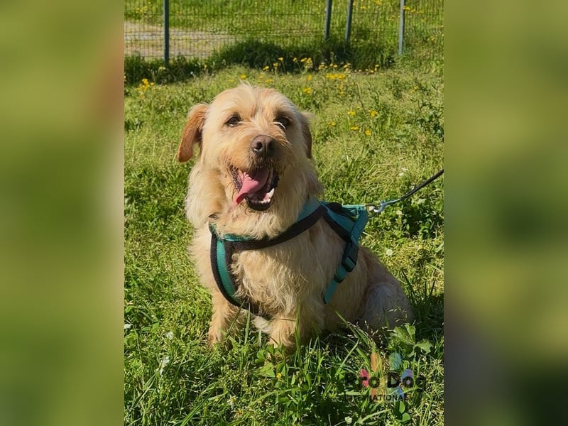 Santinho - ein Glückshund