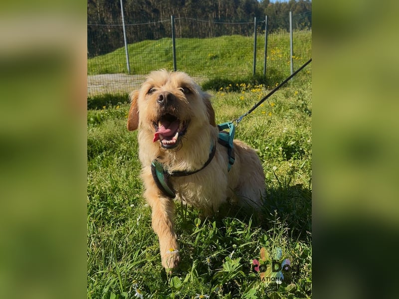 Santinho - ein Glückshund