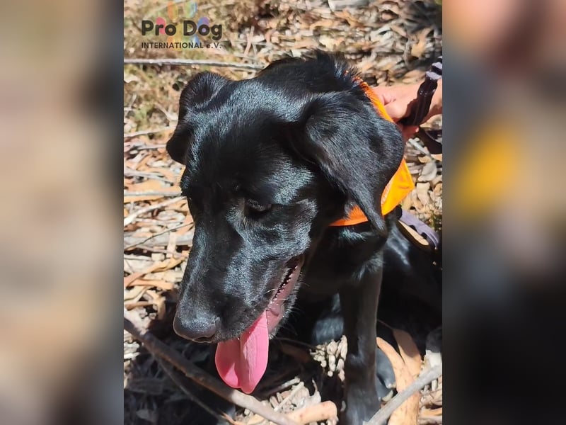 Dora - ein absoluter Familienhund