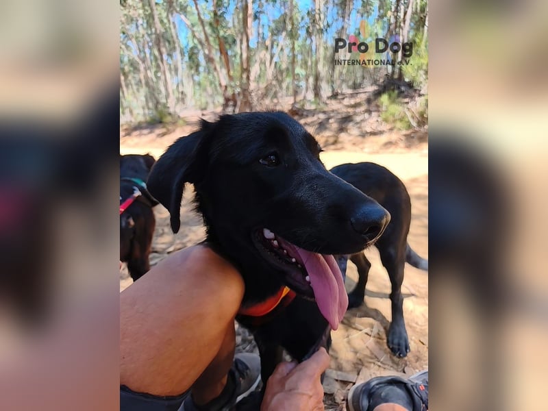 Dora - ein absoluter Familienhund