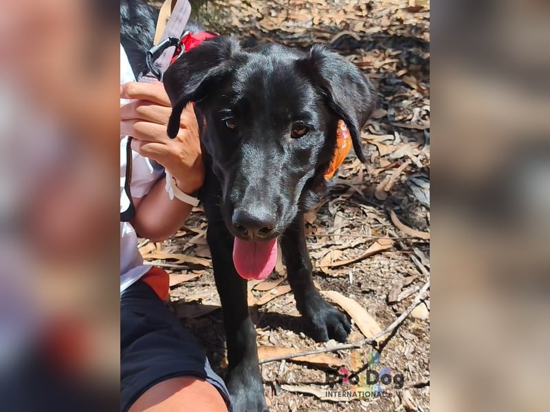 Dora - ein absoluter Familienhund