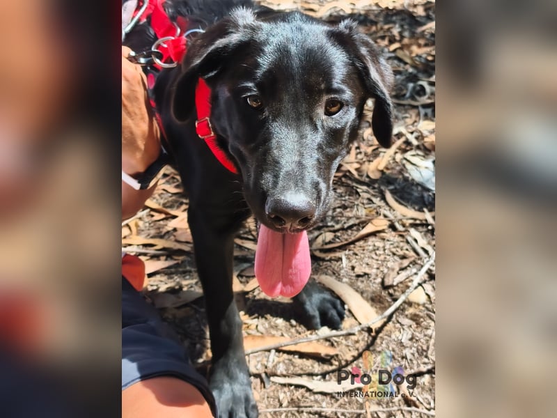 Dora - ein absoluter Familienhund