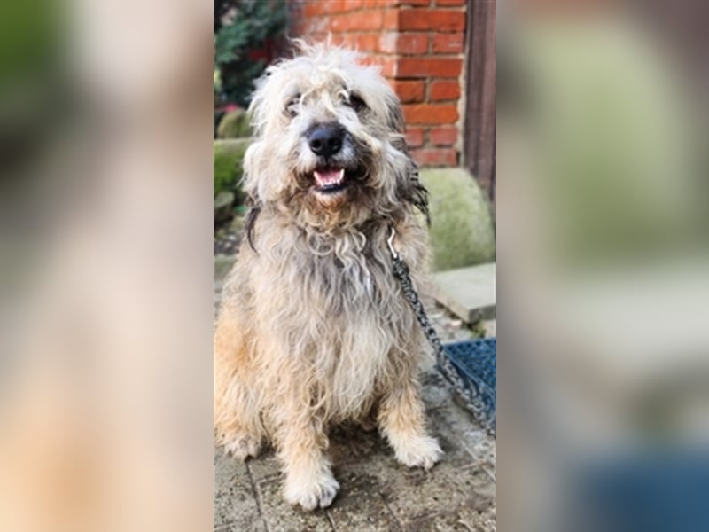 Zottel - der große Knuddler