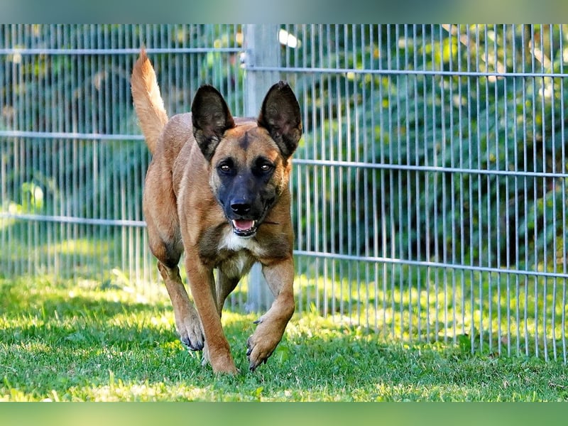 Hündin, Lisa, ca. 4 Jahre, 55 cm, 25 kg, Malinois-Mix
