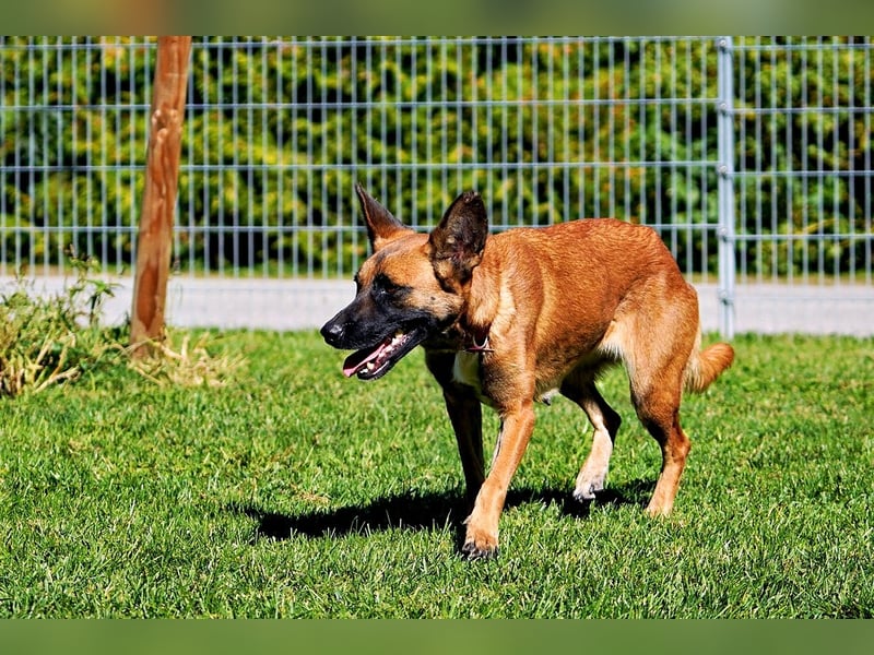 Hündin, Lisa, ca. 4 Jahre, 55 cm, 25 kg, Malinois-Mix