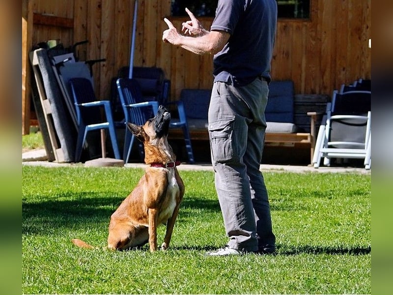 Hündin, Lisa, ca. 4 Jahre, 55 cm, 25 kg, Malinois-Mix